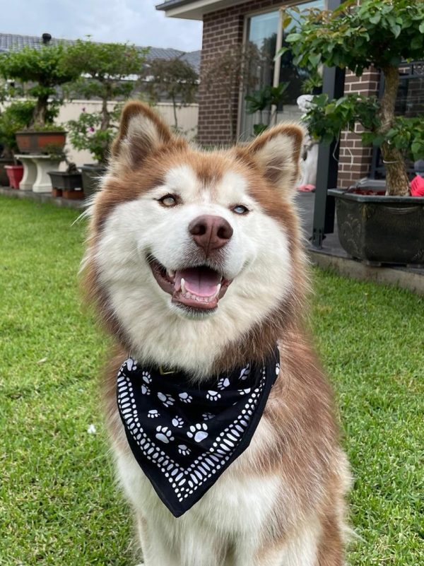 A husky dog wearing a puppy bandanna with paw prints on it from Canteen's range of pet bandanas